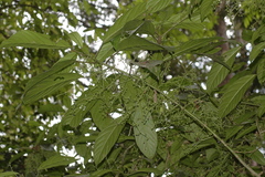 Dendrocnide sinuata